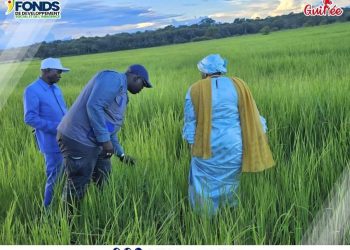Faranah /Visite du champ de Toumania