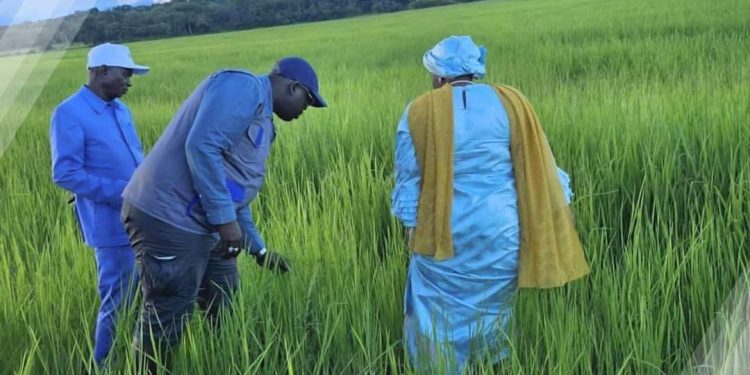 Faranah /Visite du champ de Toumania