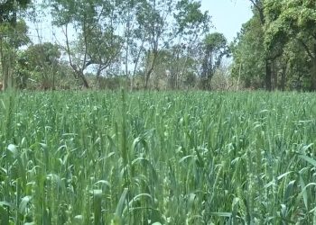 Tout pousse au Burkina Faso »: le pays vise l’autosuffisance en blé, cultive des bananes plantains et des fraises