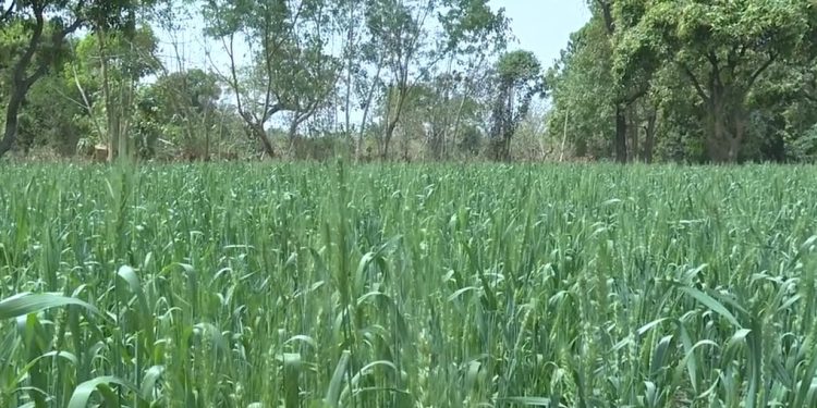 Tout pousse au Burkina Faso »: le pays vise l’autosuffisance en blé, cultive des bananes plantains et des fraises