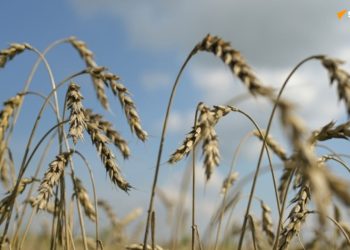 Ce port russe mise sur l’augmentation des exportations céréalières vers l’Afrique et la Chine