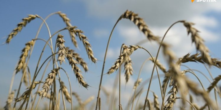 Ce port russe mise sur l’augmentation des exportations céréalières vers l’Afrique et la Chine