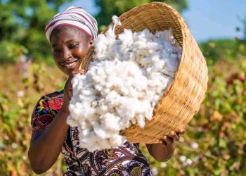 𝗜𝗺𝗽𝗼𝗿𝘁𝗮𝗻𝗰𝗲 𝘀𝗼𝗰𝗶𝗼-𝗲𝗰𝗼𝗻𝗼𝗺𝗶𝗾𝘂𝗲 𝗱𝘂 𝗰𝗼𝘁𝗼𝗻 𝗮𝘂 𝗠𝗮𝗹𝗶.