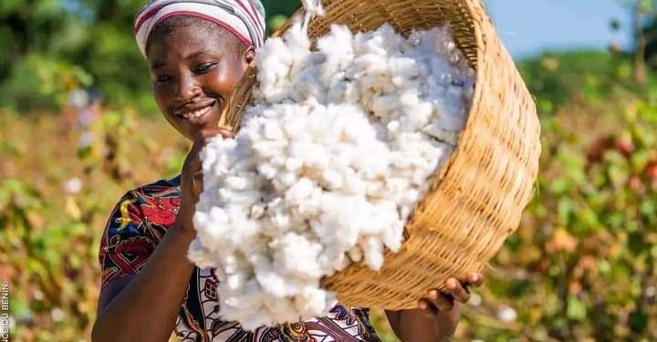 𝗜𝗺𝗽𝗼𝗿𝘁𝗮𝗻𝗰𝗲 𝘀𝗼𝗰𝗶𝗼-𝗲𝗰𝗼𝗻𝗼𝗺𝗶𝗾𝘂𝗲 𝗱𝘂 𝗰𝗼𝘁𝗼𝗻 𝗮𝘂 𝗠𝗮𝗹𝗶.