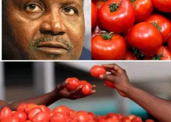 Le Nigeria consomme environ 2,3 millions de tonnes de pâte de tomate chaque année
