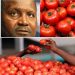 Le Nigeria consomme environ 2,3 millions de tonnes de pâte de tomate chaque année