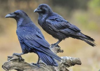 Scène politique : Quant le corbeau mouille les leaders politiques !