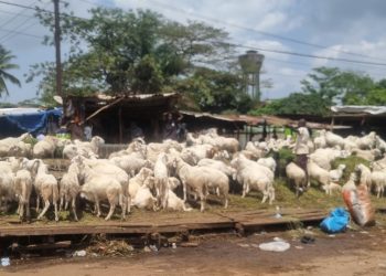 Enta Forêt /CU Tombolia : préparatifs de la fête de Tabaski : , les vendeurs des bétails plaident