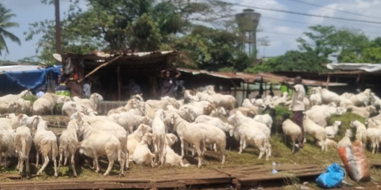 Enta Forêt /CU Tombolia : préparatifs de la fête de Tabaski : , les vendeurs des bétails plaident