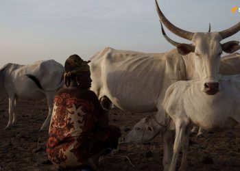 Le vol de bétail, un des plus grands fléaux en Afrique de l’Ouest
