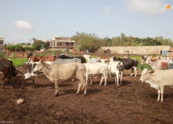 Lait, poisson et volaille « made in Mali »: le ministre de l’Élevage se dit satisfait « des progrès observés »