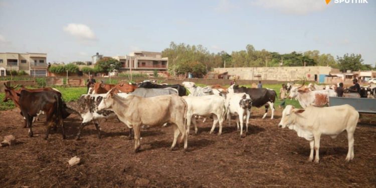 Lait, poisson et volaille « made in Mali »: le ministre de l’Élevage se dit satisfait « des progrès observés »