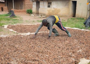 Baisse des prix du cacao en anticipation d’une récolte exceptionnelle en Côte d’Ivoire