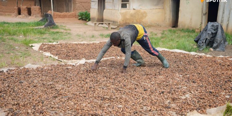 Baisse des prix du cacao en anticipation d’une récolte exceptionnelle en Côte d’Ivoire