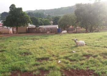 Analyse de l&rsquo;Insécurité Rurale et du Vol de Matériel à Balandougou